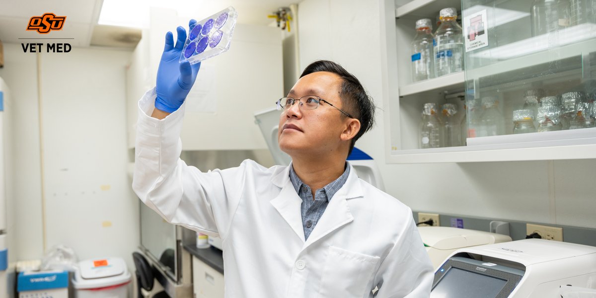 Research done within the scope of veterinary medicine has a direct impact on humans. Learn more about what our researchers are doing to advance the One Health initiative ➡️ okla.st/3wPwW4o