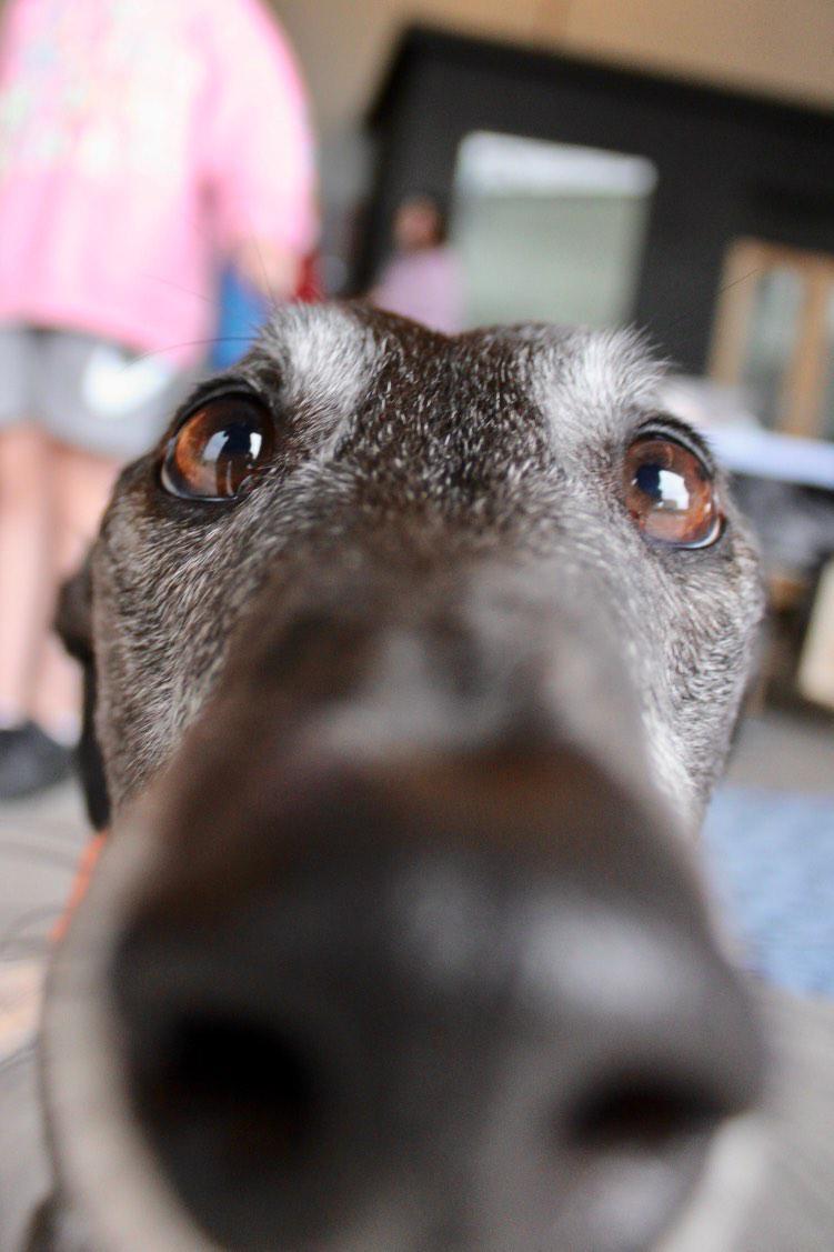 You've been ✨Booped✨

#boop #boopthesnoot #greyhound #rescuegreyhound #rescuedog #rescuesnotretired #petsnotbets #funnydog #sillydog