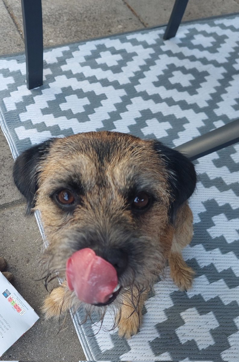 wilf_theborder's tweet photo. Happy tongue out Tuesday! 😋 #BTPosse #dogsoftwitter #Terrier https://t.co/DyqVkowAZZ