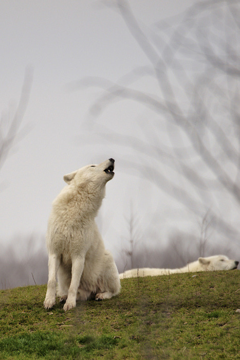 HourlyWolves presents: