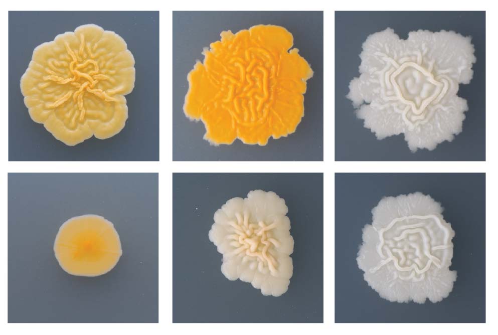 We are seeking PhD students to join our <a href="/TuftsUniversity/">Tufts University</a> basic/applied microbial ecology/evolution group in Fall 2023. 

If you like creative, collaborative, and delicious (🧀🧀🧀!) microbial science, consider applying to work with us. sites.tufts.edu/wolfelab/join-… Please RT.