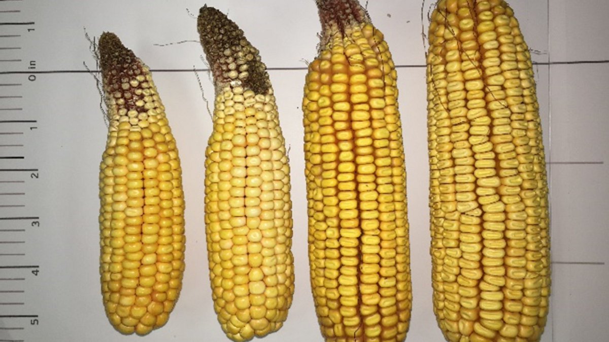 Golden Harvest Seeds tweet media