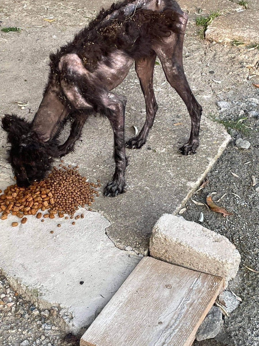 NoahArkrr's tweet photo. I wish I didn’t have to post these pictures and ask for help, but this poor boy is 2 years old and needs our help
£1 per donation (numbers 1-100) with the winning donation gifted a £25 love to shop voucher kindly donated by Anna Lenz x

PayPal traceysdogfund@gmail.com REF BAMBI https://t.co/ja8VktU99q