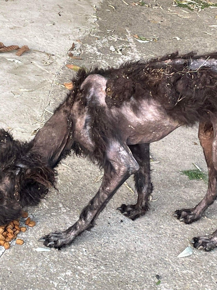 NoahArkrr's tweet photo. I wish I didn’t have to post these pictures and ask for help, but this poor boy is 2 years old and needs our help
£1 per donation (numbers 1-100) with the winning donation gifted a £25 love to shop voucher kindly donated by Anna Lenz x

PayPal traceysdogfund@gmail.com REF BAMBI https://t.co/ja8VktU99q