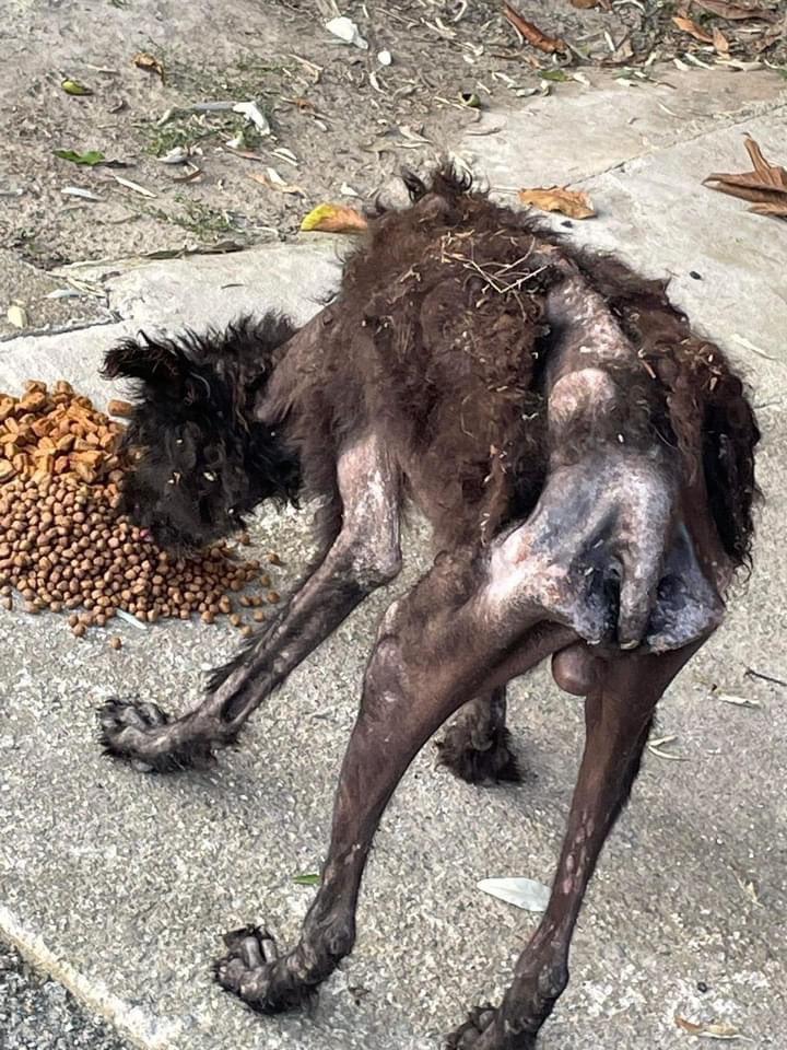 NoahArkrr's tweet photo. I wish I didn’t have to post these pictures and ask for help, but this poor boy is 2 years old and needs our help
£1 per donation (numbers 1-100) with the winning donation gifted a £25 love to shop voucher kindly donated by Anna Lenz x

PayPal traceysdogfund@gmail.com REF BAMBI https://t.co/ja8VktU99q