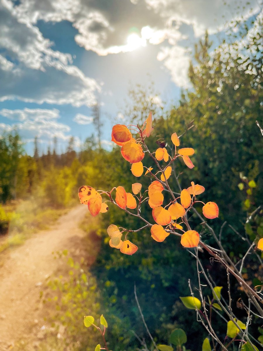 jennaspringer13's tweet photo. Views from one of my trail runs this weekend! Getting my steps in for the #MunroStepChallenge! Starting to look like fall around here…but the 98 degree temperatures need to drop for it to feel like fall!
@MyPeakChallenge @SamHeughan @peakerimagery #MPC2022 https://t.co/NNxNkNAMBD