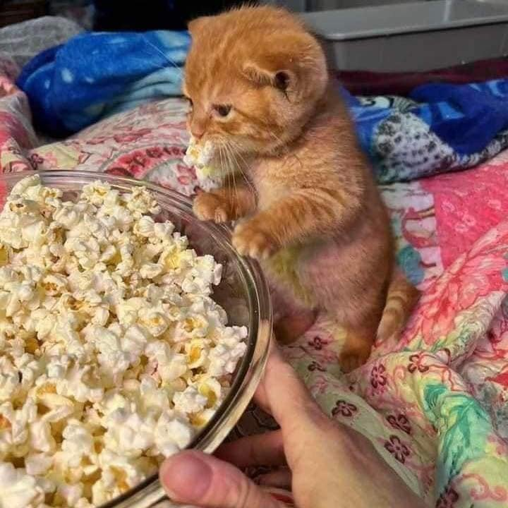 TranslatedCats's tweet photo. Popcorn cheese orange cat flavor https://t.co/5FwpcLFTU5