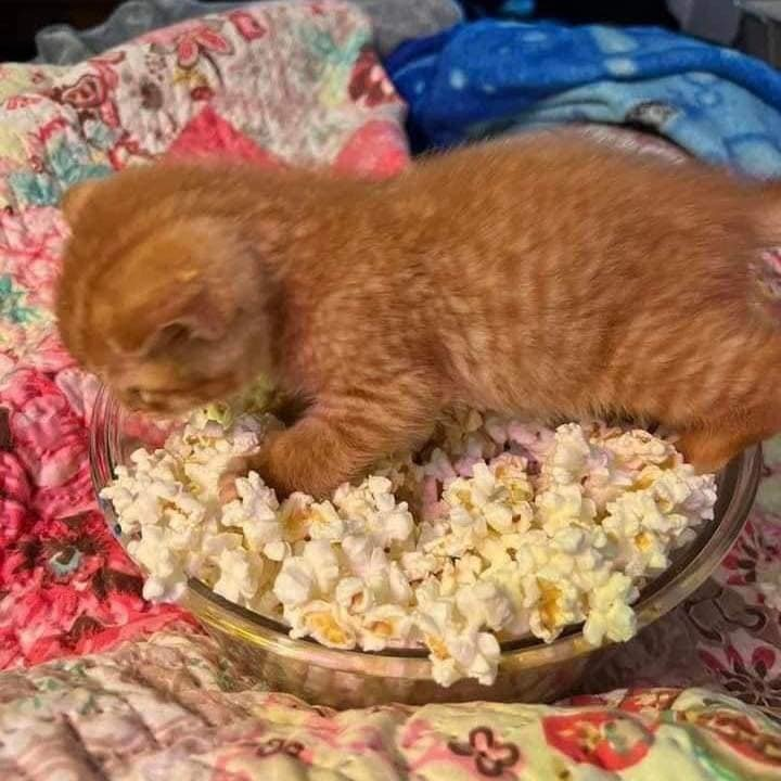 TranslatedCats's tweet photo. Popcorn cheese orange cat flavor https://t.co/5FwpcLFTU5