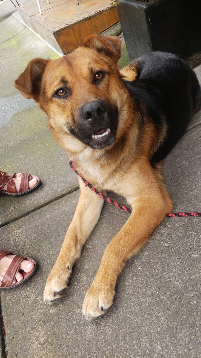 AMELIATABARES4's tweet photo. RT @dogiftmx: Se busca a su familia 🏠 #colescandon #perrosperdidosCDMX o bien Adopcion responsable ❤️ 🐾 https://t.co/pqBkCjp783