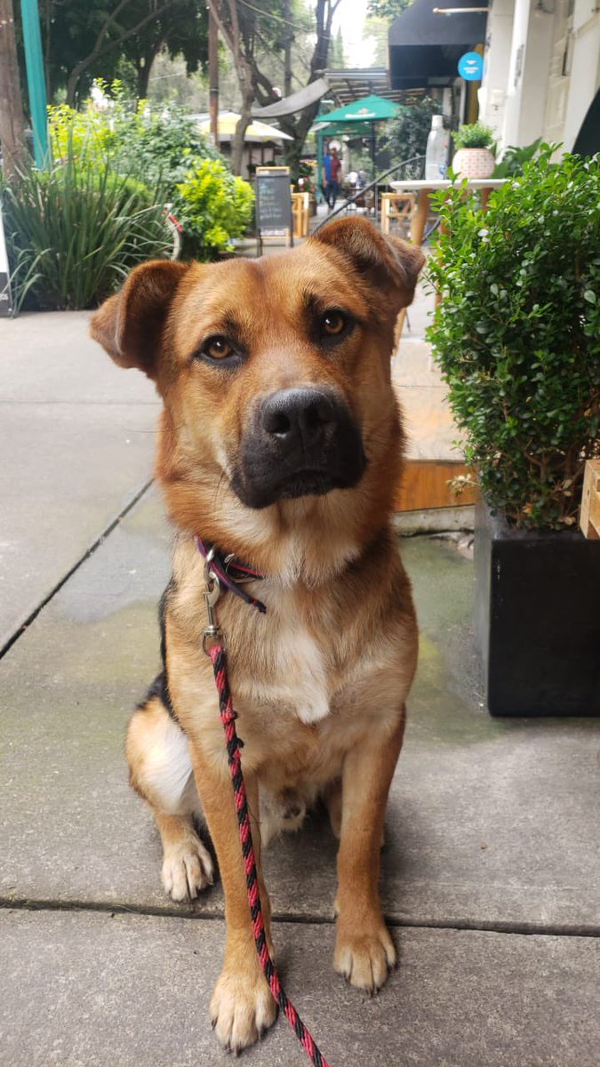 AMELIATABARES4's tweet photo. RT @dogiftmx: Se busca a su familia 🏠 #colescandon #perrosperdidosCDMX o bien Adopcion responsable ❤️ 🐾 https://t.co/pqBkCjp783