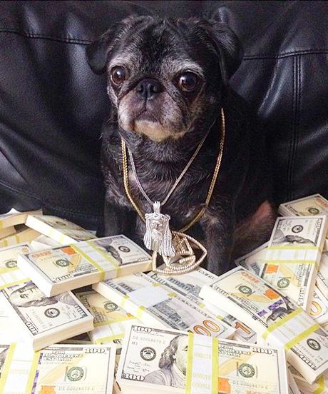 Mopscoin's tweet image. $MOPS
Let&apos;s build the strongest🐶community in twitter history! 

 Just shill and use tags
#MopsToken
#MopsProject 
#MOPSTERS 
#EthereumMerge !