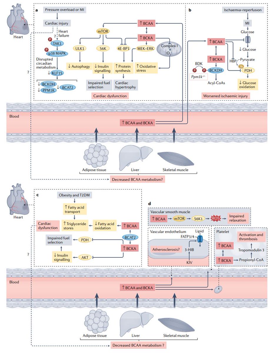 Phillip J White PhD (@phillipwhite14) on Twitter photo There is so much left to learn about the relationship between BCAA and cardiovascular disease
In our review <a href="/NatRevCardiol/">Nature Reviews Cardiology</a>, <a href="/rob_mcgarrah/">Rob McGarrah</a> and I outline the current state of knowledge
Please share this link to a freely available online version
rdcu.be/cUZkM There is so much left to learn about the relationship between BCAA and cardiovascular disease
In our review <a href="/NatRevCardiol/">Nature Reviews Cardiology</a>, <a href="/rob_mcgarrah/">Rob McGarrah</a> and I outline the current state of knowledge
Please share this link to a freely available online version
rdcu.be/cUZkM