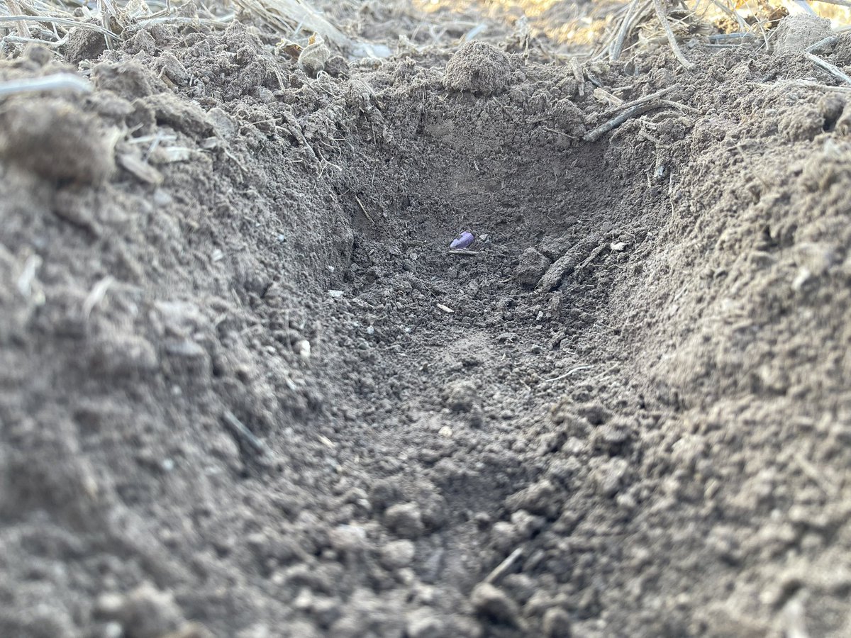 Comenzamos los ensayos de la campaña 22/23 de <a href="/PPlantingARG/">Precision Planting Argentina</a> … seguimos estudiando el valor que tiene darle a cada semilla el mejor ambiente al momento de sembrar… esta vez toco girasol 🌻