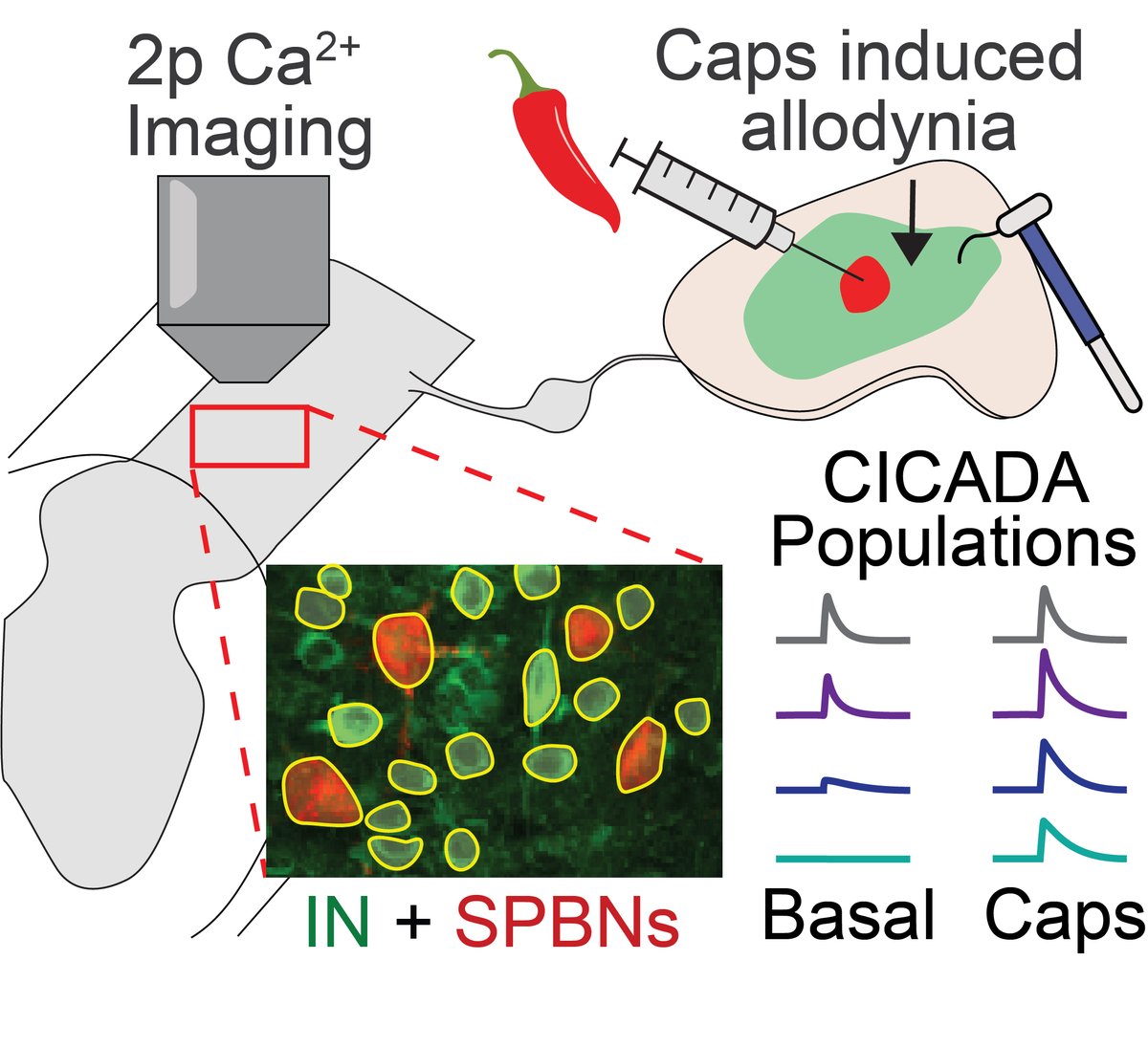 CharlesWarwick7's tweet photo. Preprint no more, it’s published!🥳 https://t.co/J3vQ8Zw03v 
Using 2p Ca2+ imaging and CICADA, we examined spinal dorsal horn interneuron and spinoparabrachial populations that mediate capsaicin-induced central sensitization. Twitter thread here: https://t.co/qRKQK0rKWz https://t.co/fgLYYbNJ2K