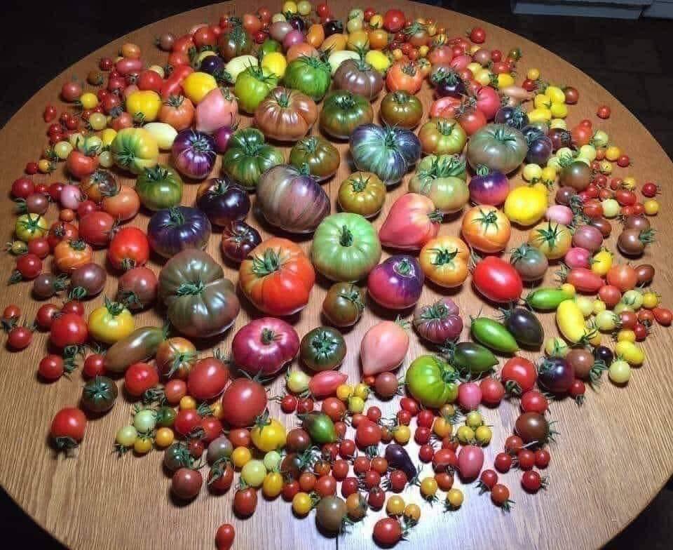 This is every variety of tomato! 🍅🍅🍅