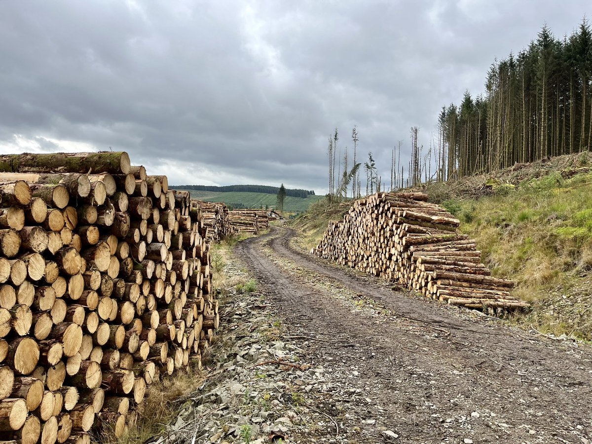 ForestryExpo tweet media