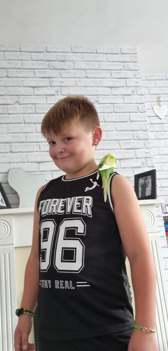 ItsStaceyt94's tweet photo. Woody was supposed to be getting some exercise, instead used K as his perch 😂 @LadywoodKH @class_chestnut https://t.co/s3d6b0ufgt