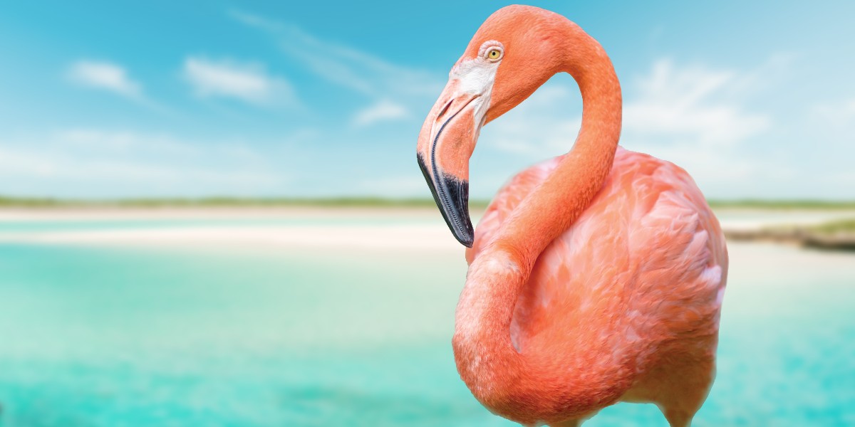 Name a prettier National bird, I'll wait 🇧🇸