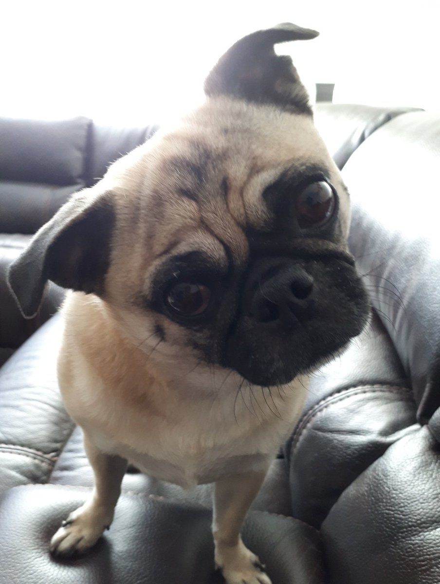 TheBatstan's tweet image. I can't begin to describe the 9 years of happiness you brought my family, and I wish you could have stuck around for more.
But now you're free of the pain that was hurting you for the past 2 and a half years, and I just hope we'll meet again one day.
Rest in Paradise my puppy.
