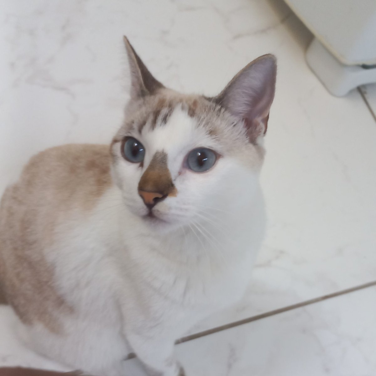 Dojabo_Cat's tweet photo. @zSenshi_Sama Você NÃO Pediu,Mas Toma Foto de Gato...🐱🐱✨️🔥 https://t.co/oELrEFYB93