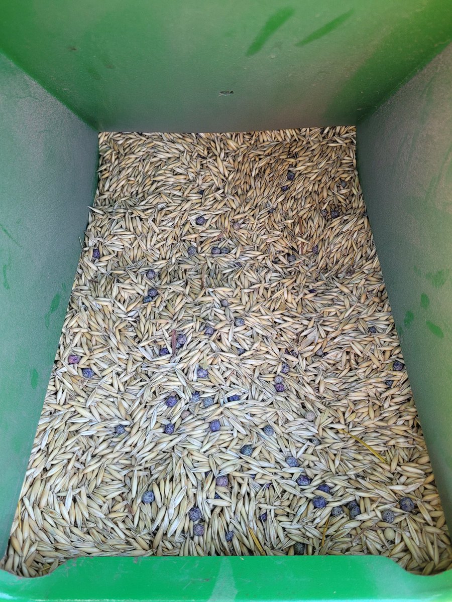 Today we are doing our #poat trials with Arborg oats and 4010 peas from <a href="/TrawinSeeds/">Trawin Seeds</a> #alwayslearning #regenerativeagriculture