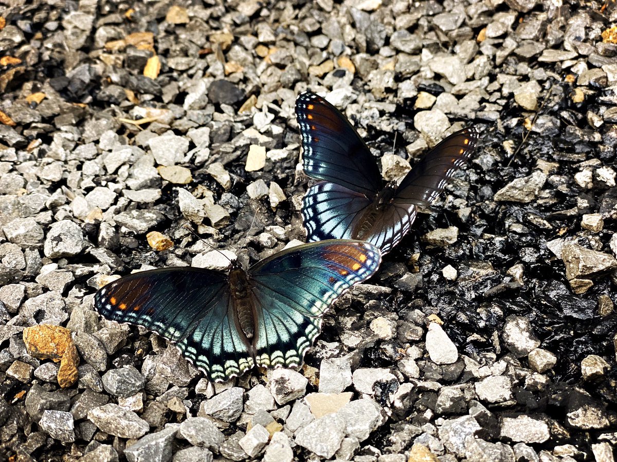 AMGphoto74's tweet photo. Got to see some beautiful butterflies https://t.co/RPXTgVcozj