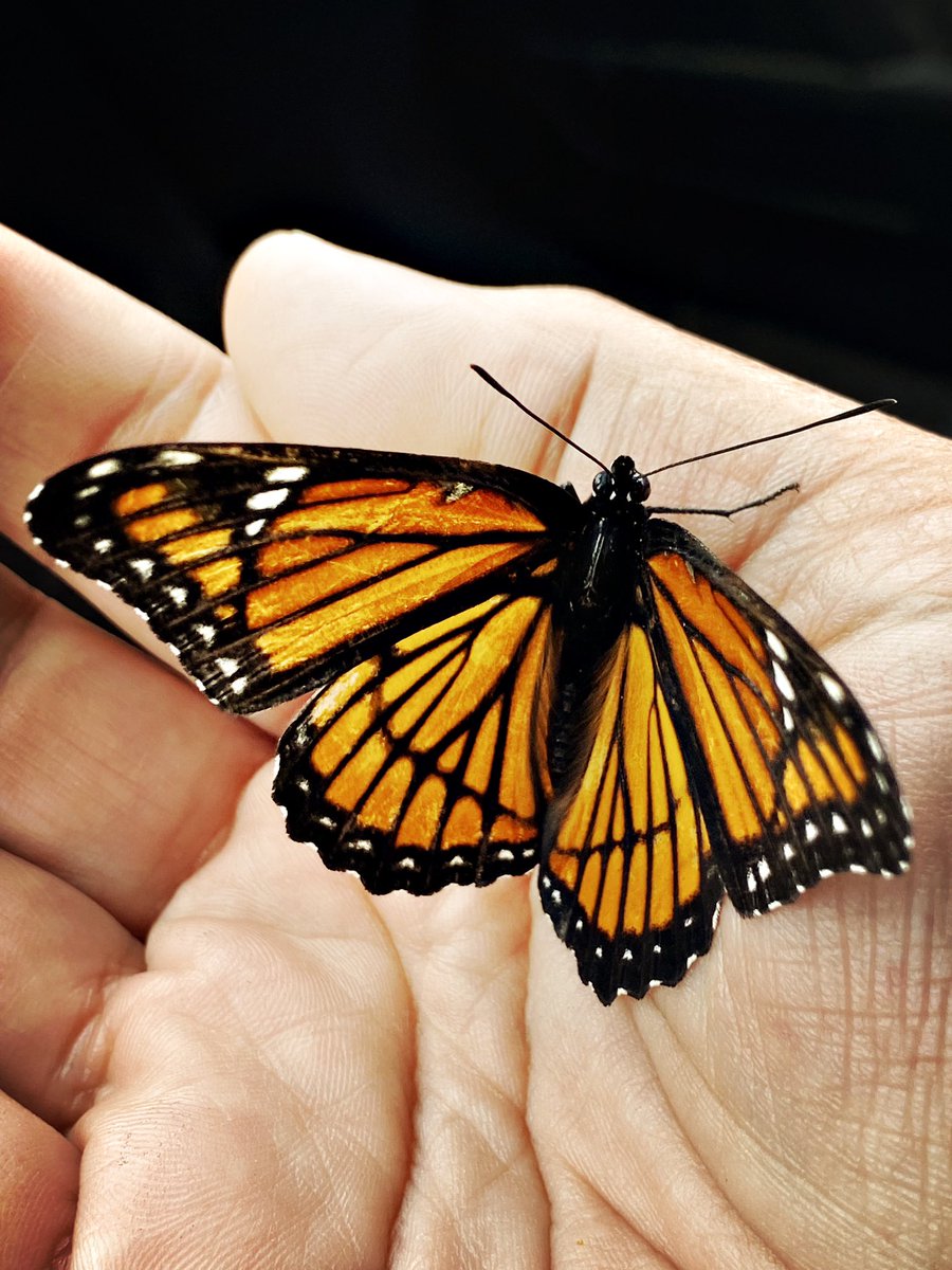 AMGphoto74's tweet photo. Got to see some beautiful butterflies https://t.co/RPXTgVcozj