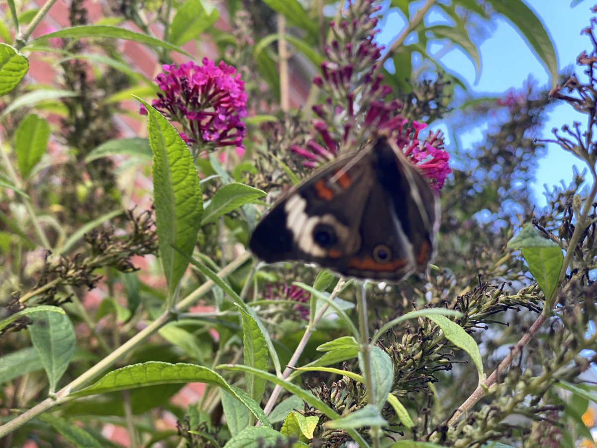 AMGphoto74's tweet photo. Got to see some beautiful butterflies https://t.co/RPXTgVcozj