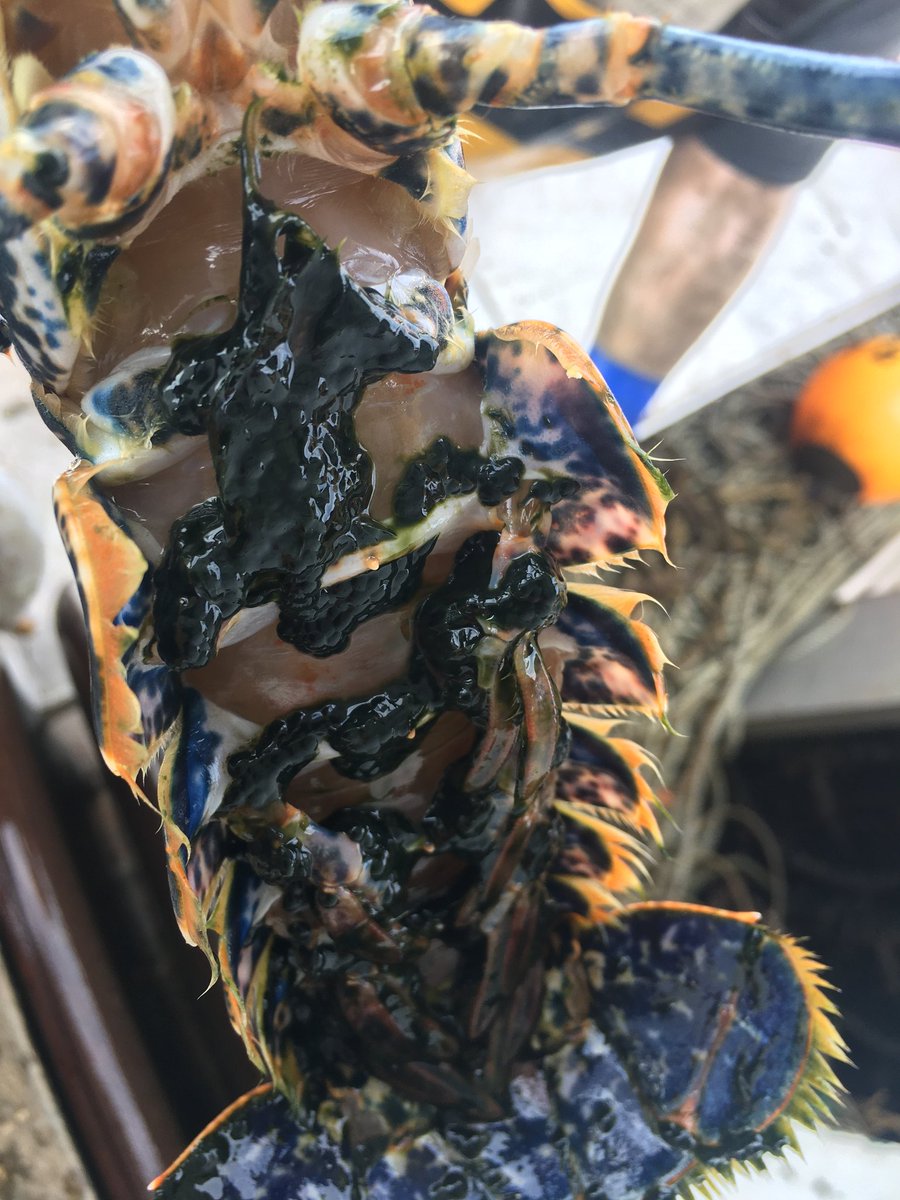 Joe Redfern tweet media