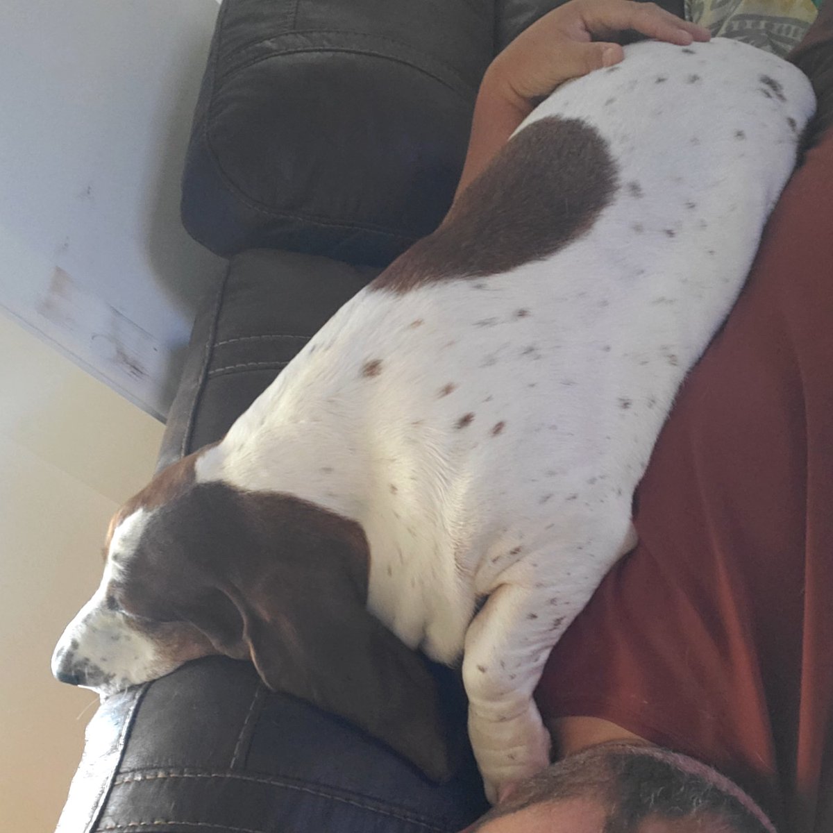 capnnogood's tweet photo. @DrewOnTheRadio @TheJohnSenning Our Basset Daisy.. They are the coolest lazy dogs... https://t.co/P11R9OZeam