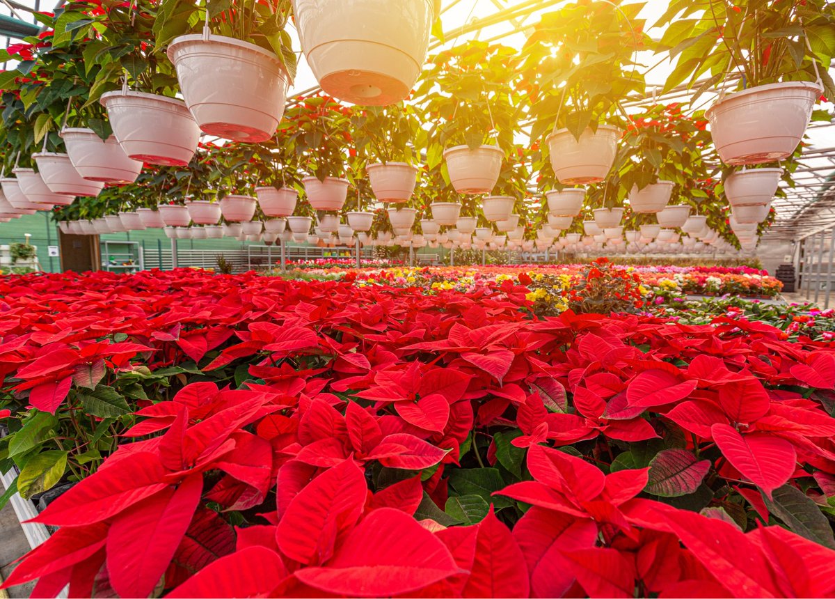 Growing poinsettias is not for the faint of heart. From sticking and pinching all the way to finish, this is one of the most labor-intensive crops. Emma Lookabaugh, PhD and Jen Browning, PCA share insights on how to protect your poinsettias this season. on.basf.com/3CuHVE0