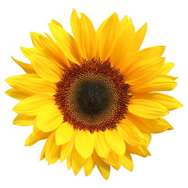 moverton69's tweet photo. @bootztarot I have to say the Sunflower is my favorite, it’s so bright and cheery 😊 https://t.co/cG5f5Nanjm