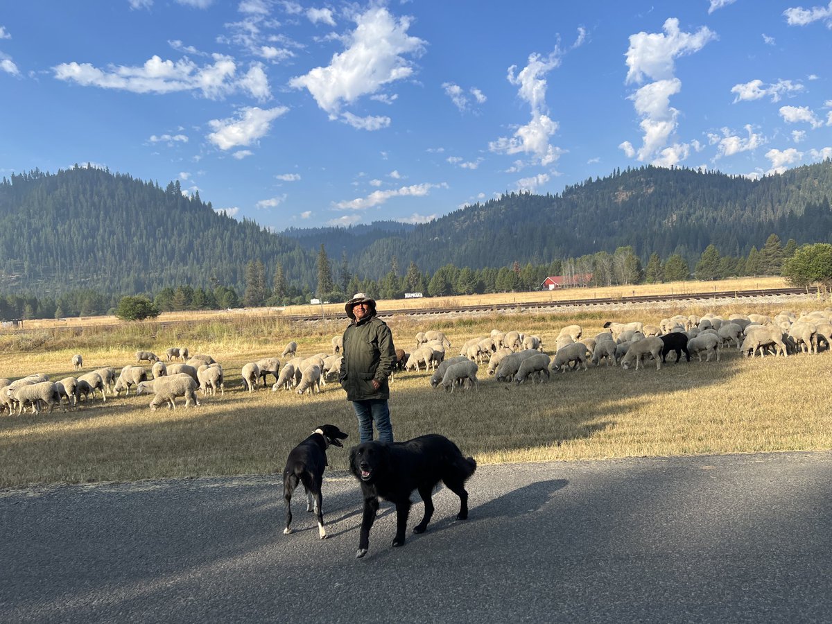 Our neighborhood visitors.