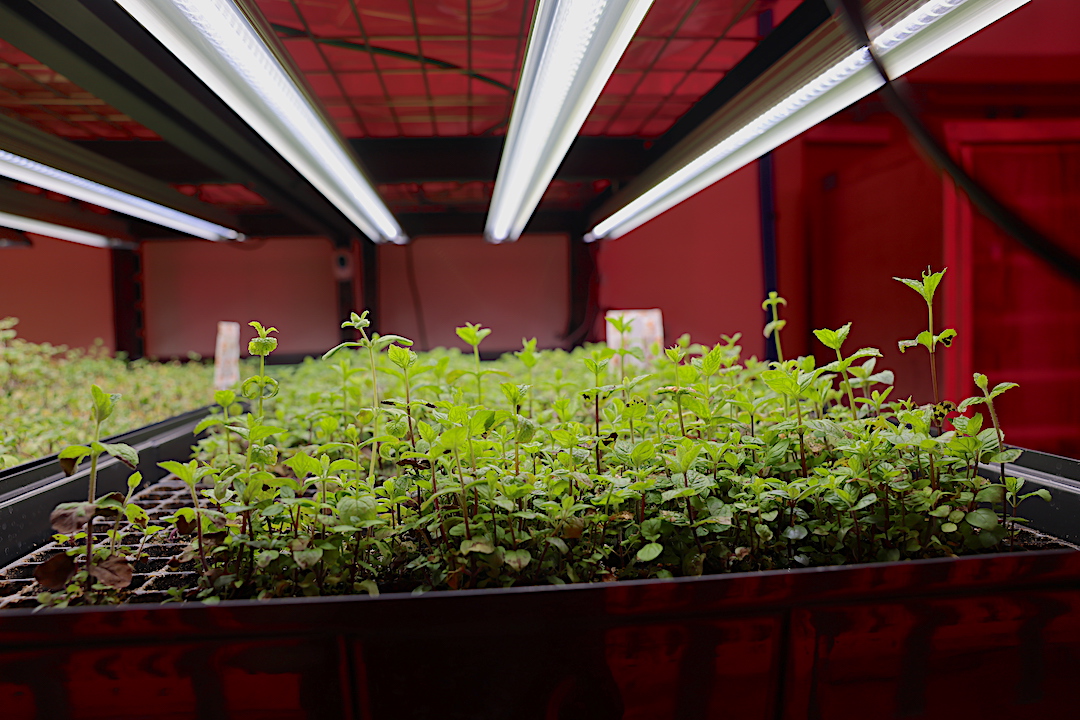 yhfarms's tweet photo. Our seedlings are looking great! We love it when the stations begin flourishing with vibrant plants. Next step…the @ZipGrowInc towers and then to you! #YHFresh #BhamFarm https://t.co/clOEHdpqA0