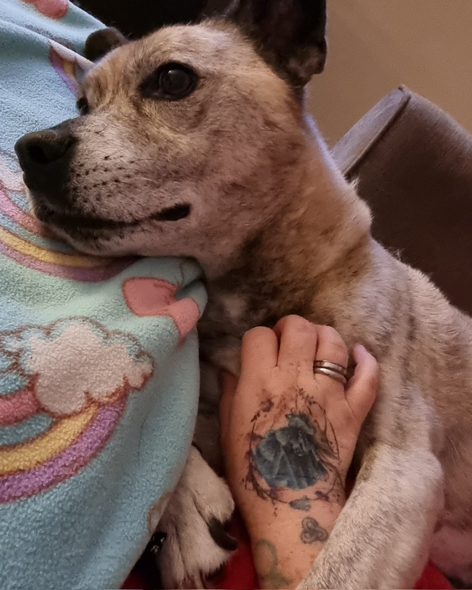 paintedelfie's tweet photo. @GingerWildheart @bonniegrrl @AnneWheaton @RealLindaBlair 
Is there anything more perfect in the world than your Dog wanting chest/belly scratches 
#RescueDogs #MyTeddy #DogsMakeTheWorldBetter 
Hope this puts a smile on the Twitter peeps I know who love their Animals https://t.co/AMGOoJVodN