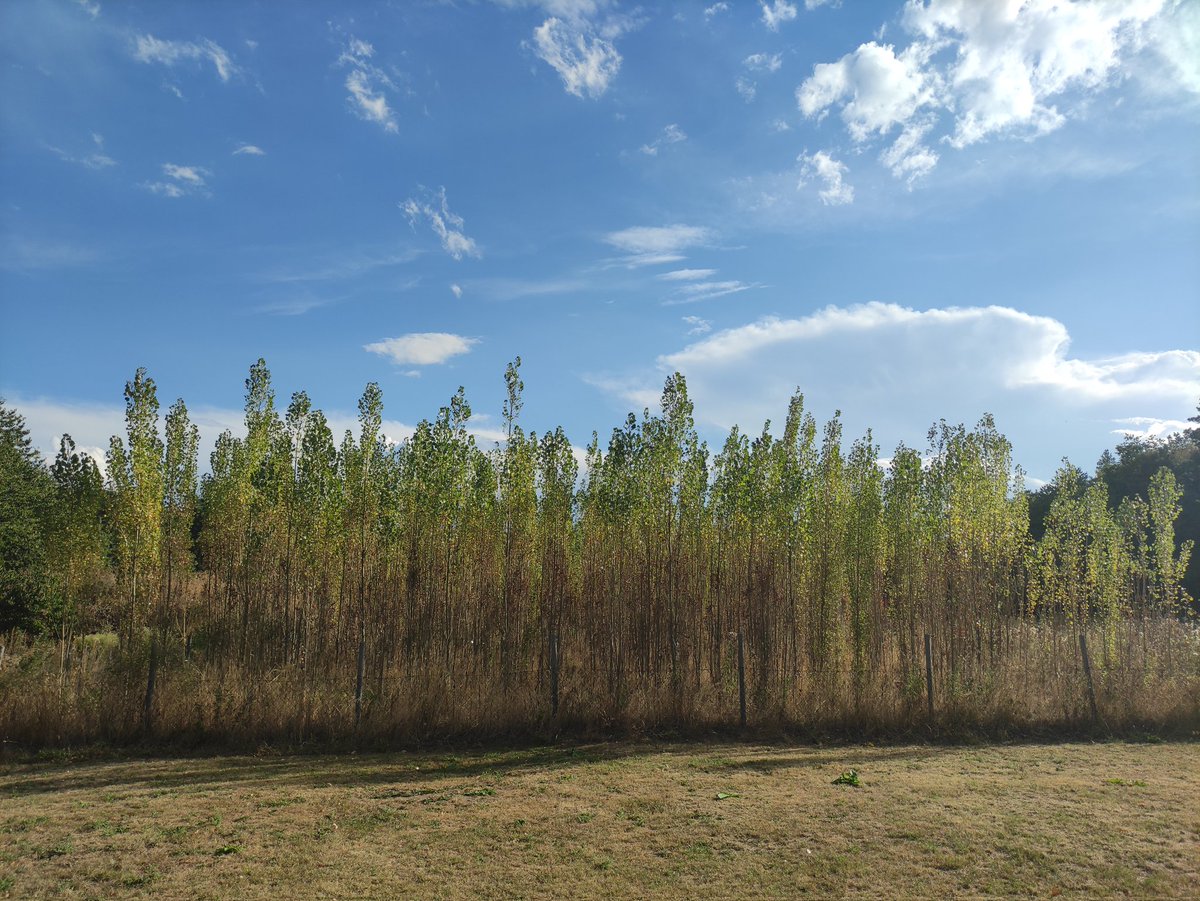 I started tagging poplars at the <a href="/EpiDiverse/">EpiDiverse</a> common garden and I spent my last day (probably?) there retagging them 😅.

#epigenetics #ecology #commongarden