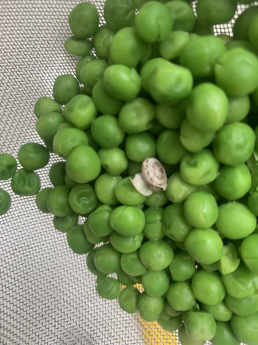 Little stowaway in my <a href="/Ocado/">Ocado</a> petit pois 🤢 🐌