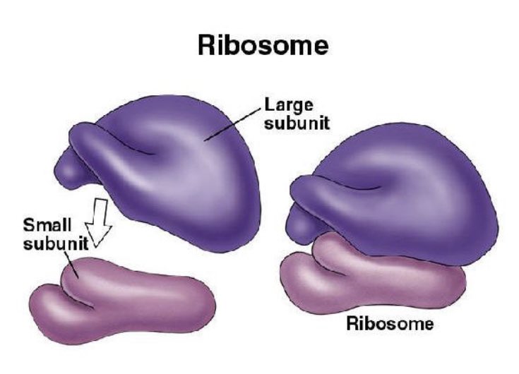 Ribosome4VP's tweet photo. Aren’t we beautiful? We are made up of two subunits! Our small subunit of where the mRNA transfers information, the large subunit contains the tRNA for amino acid building! #MHSOrganelleVote2022 https://t.co/yUsCx9uUEu