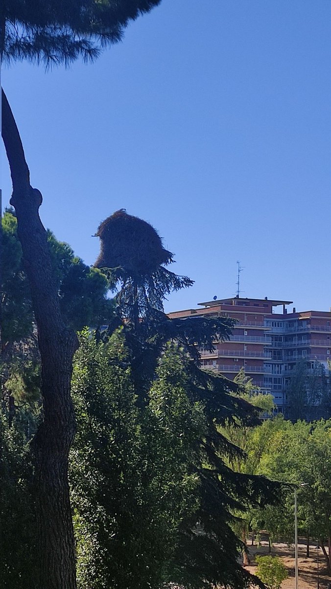 LorendeFuentes's tweet photo. @AytoMostoles , por favor echen un vistazo al peligro de tener grandes nidos de cotorras en los parques. Parque Andalucía, Móstoles. Foto desde la calle Salzillo. 
Como haya un vendaval puede ocasionar un accidente. https://t.co/PbkROkeo1V