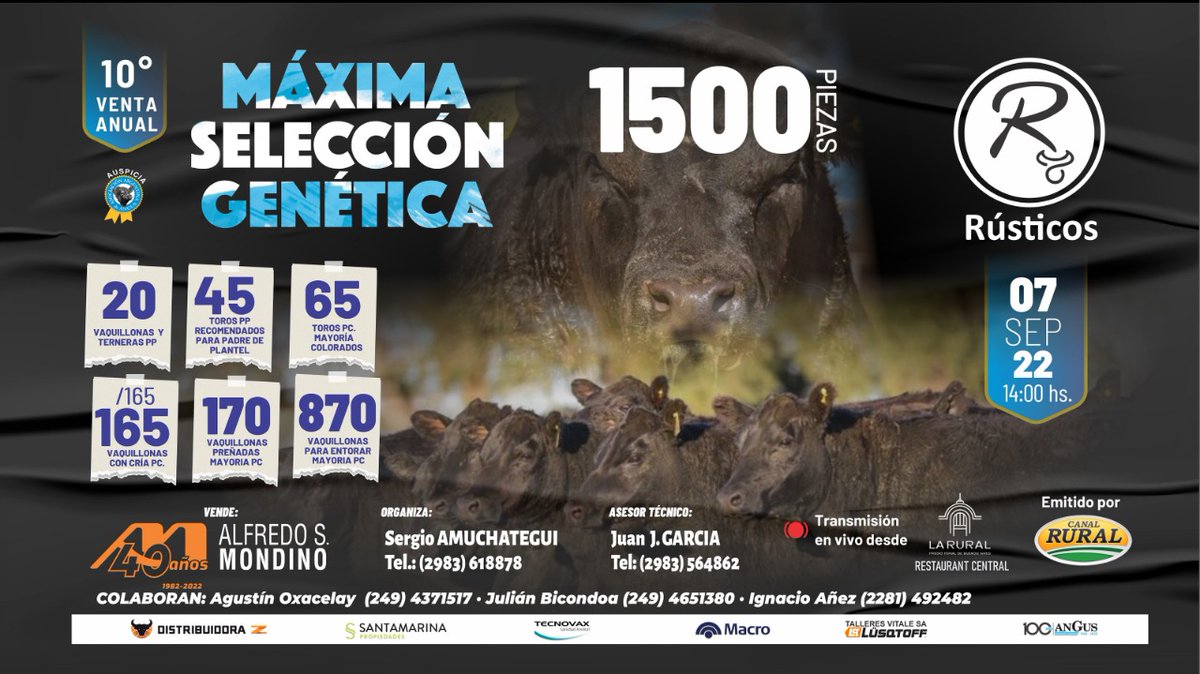 alfredosmondino's tweet photo. RÚSTICOS MÁXIMA SELECCIÓN GENÉTICA 2022 | 1.500 Animales 🔥🐮📺

🗓 Miércoles 07 de septiembre
⏰ A partir de las 14 hs
📺 Por la pantalla de 
@elrural

📍 Desde la 
@SociedadRural
 en Palermo. 
👨‍⚖️ 
@robertomondino https://t.co/aGa141wJKp