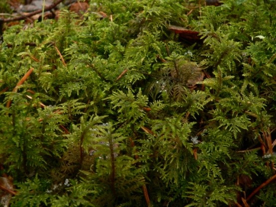 TiinaMnieminen's tweet photo. #Minätutkin metsäsammalia. Maanlaajuisella sammalkartoituksella on saatu tietoa ilman laadusta vuodesta 1985 lähtien. @LukeFinland etsii rahoittajaa uuden kartoituksen toteuttamiseksi. https://t.co/eY6hjPl3aG