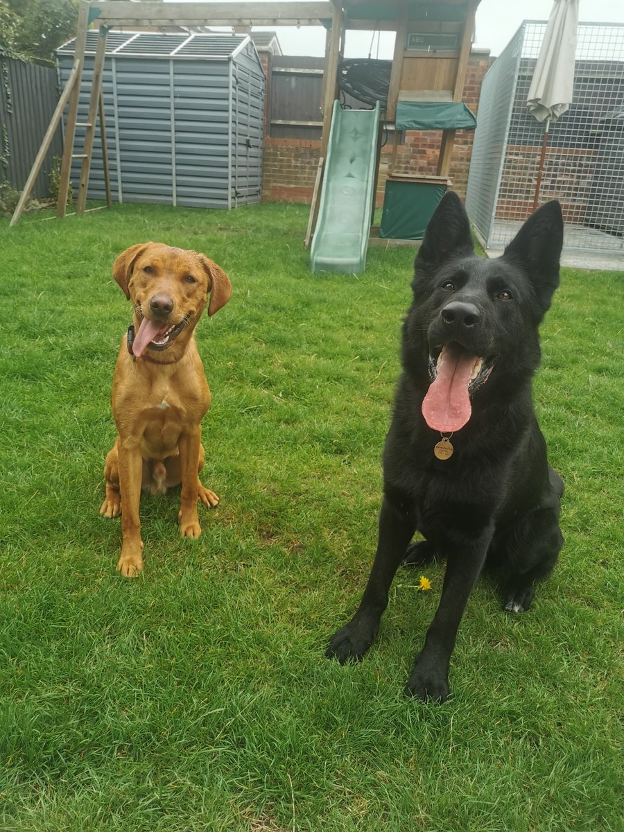 PD Joker & PD Rudy (@pd_joker_) on Twitter photo Introducing the new member to the pack.... .TPD Rudy. He's full of energy and is getting on well with PD Joker. He'll be starting a specialist search course next month with <a href="/WarksPoliceDogs/">Warwickshire Police Dog Section</a>. Now I know I've got my hands full #policedogs #doubletrouble Introducing the new member to the pack.... .TPD Rudy. He's full of energy and is getting on well with PD Joker. He'll be starting a specialist search course next month with <a href="/WarksPoliceDogs/">Warwickshire Police Dog Section</a>. Now I know I've got my hands full #policedogs #doubletrouble