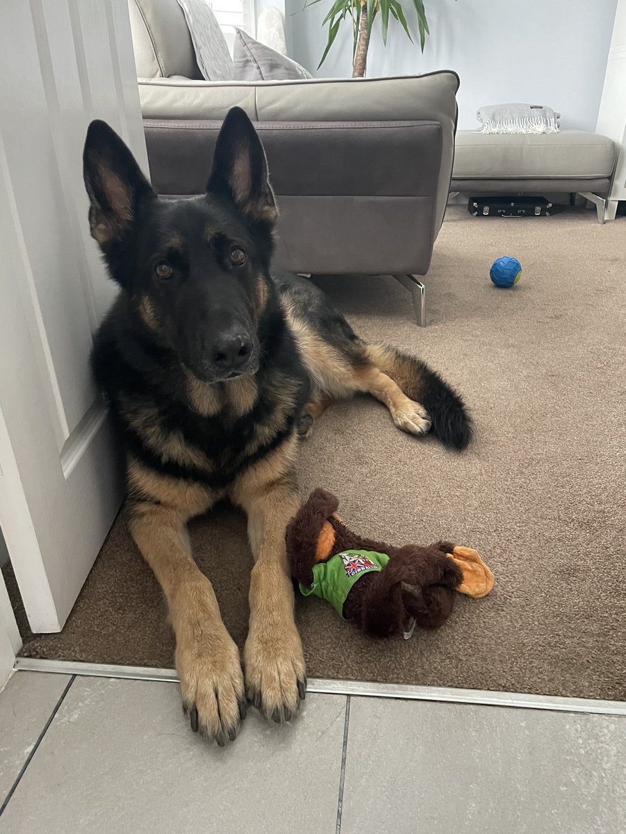 Hi Pals, it’s my Gotcha Day today.   8 years ago today mum, dad and sis rescued me 💙💙 I was a scared young boy then who didn’t know how to be a dog. But today I live a wonderful life and am completely loved by everyone 💙💙#AdoptDontShop #DogsofTwittter