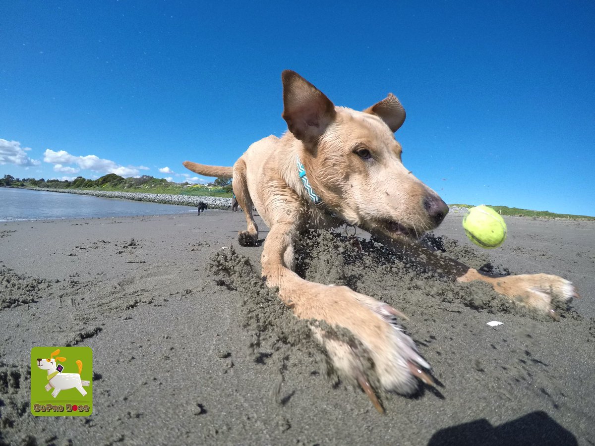 GoProCharlie1's tweet image. GoPro Charlie sez my momz gets #funky ball photos with the #GoProHERO10 she’s got mad #photographer skillz! 🐶🤪🎾🤪😎😂👏👏 #GoPro #goprodogs #goprocharlie #dogcelebration #landofdogs #dogsoftwitter 🐶🤪🎾🤪🙌📸🙌😎😂