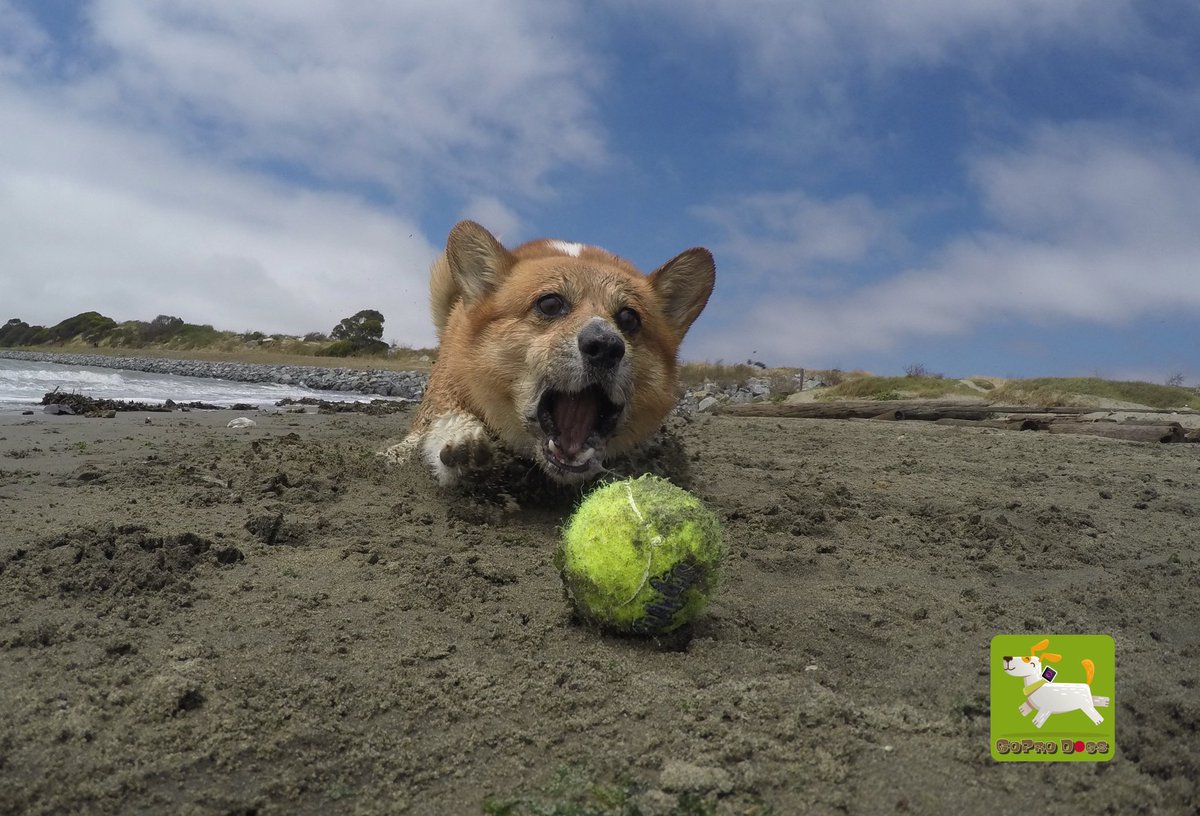 GoProCharlie1's tweet image. GoPro Charlie sez my momz gets #funky ball photos with the #GoProHERO10 she’s got mad #photographer skillz! 🐶🤪🎾🤪😎😂👏👏 #GoPro #goprodogs #goprocharlie #dogcelebration #landofdogs #dogsoftwitter 🐶🤪🎾🤪🙌📸🙌😎😂