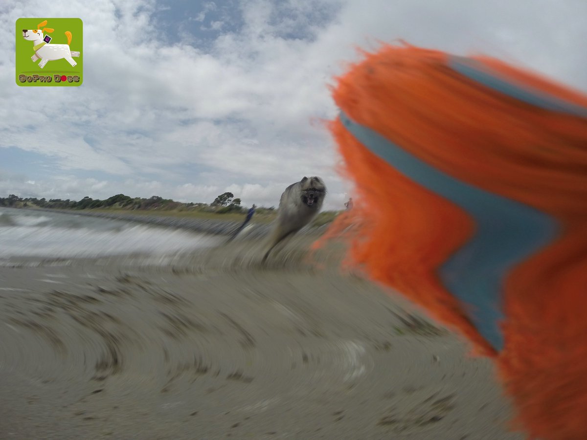 GoProCharlie1's tweet image. GoPro Charlie sez my momz gets #funky ball photos with the #GoProHERO10 she’s got mad #photographer skillz! 🐶🤪🎾🤪😎😂👏👏 #GoPro #goprodogs #goprocharlie #dogcelebration #landofdogs #dogsoftwitter 🐶🤪🎾🤪🙌📸🙌😎😂