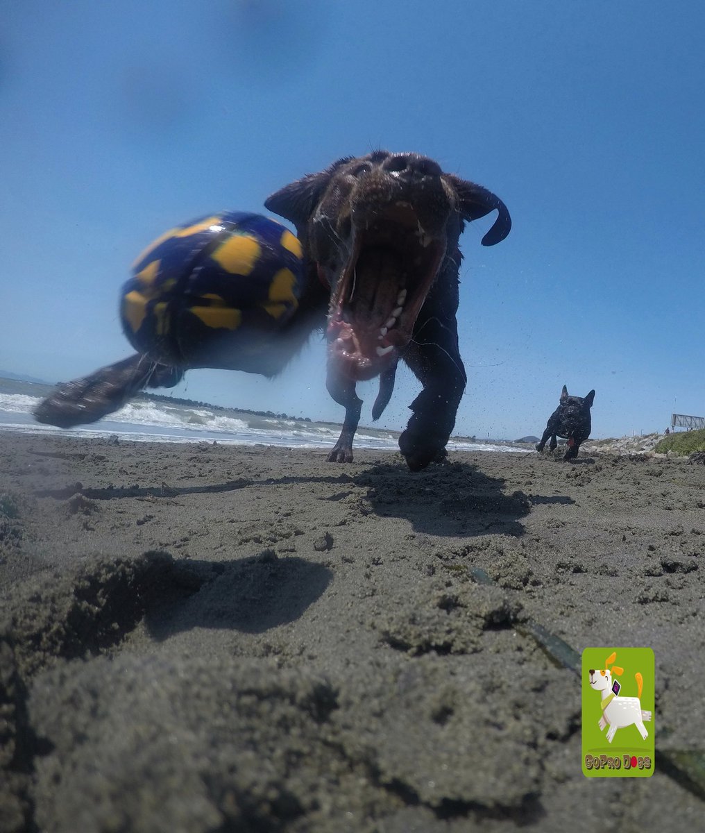 GoProCharlie1's tweet image. GoPro Charlie sez my momz gets #funky ball photos with the #GoProHERO10 she’s got mad #photographer skillz! 🐶🤪🎾🤪😎😂👏👏 #GoPro #goprodogs #goprocharlie #dogcelebration #landofdogs #dogsoftwitter 🐶🤪🎾🤪🙌📸🙌😎😂