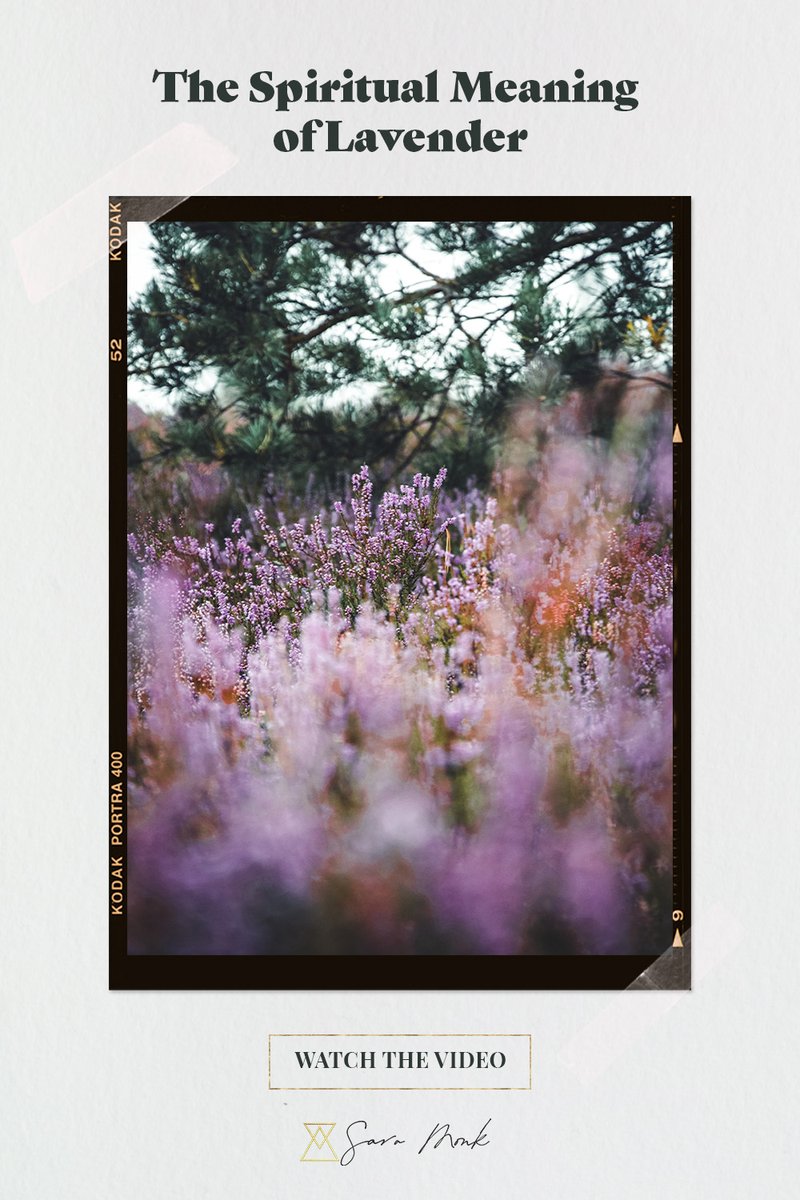 SaraCMonk's tweet photo. Ever wonder what it means when Lavender enters your life as a spiritual sign? If so, you are in the right place. Inside this video, I talk about the spiritual meaning of Lavender. 

Watch the video here: https://t.co/OlmDdFlpJt 

#lavenderplant #spiritualsign #spiritualguidance https://t.co/GHProLxvib