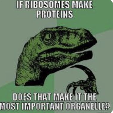 Ribosome4VP's tweet photo. 🤔🤔🤔🤔 just something to think about! #MHSOrganelleVote2022 https://t.co/Khn8JnZYTx
