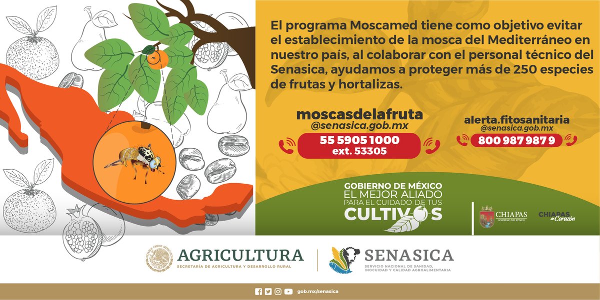SENASICA's tweet photo. ¡No creas en falsos rumores! Nuestra tarea es proteger la producción agrícola de la mosca del Mediterráneo 🪰 acércate y conócenos https://t.co/swOXsxhrBn